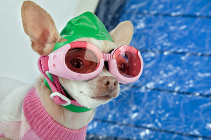 dog in swimming goggles