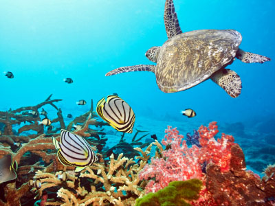 Coral Reef Animals Swim